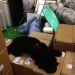 The office dog relaxing after a hard day's unpacking